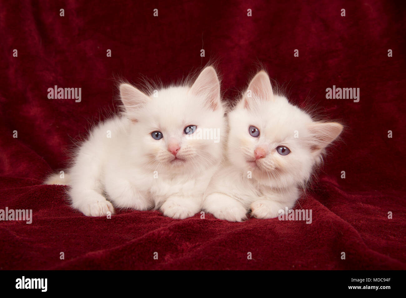 Zwei baby Ragdoll Katzen liegend auf einem Burgund samt einfachen Hintergrund Stockfoto