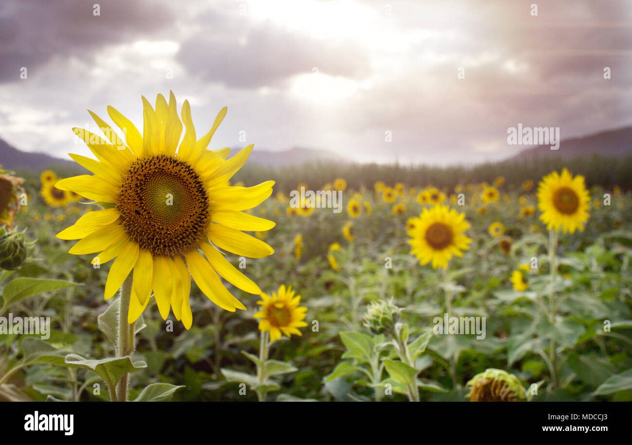 Sonnenblume blüht in einem Feld mit einem Hintergrund von Bergen und einem Abendhimmel Stockfoto