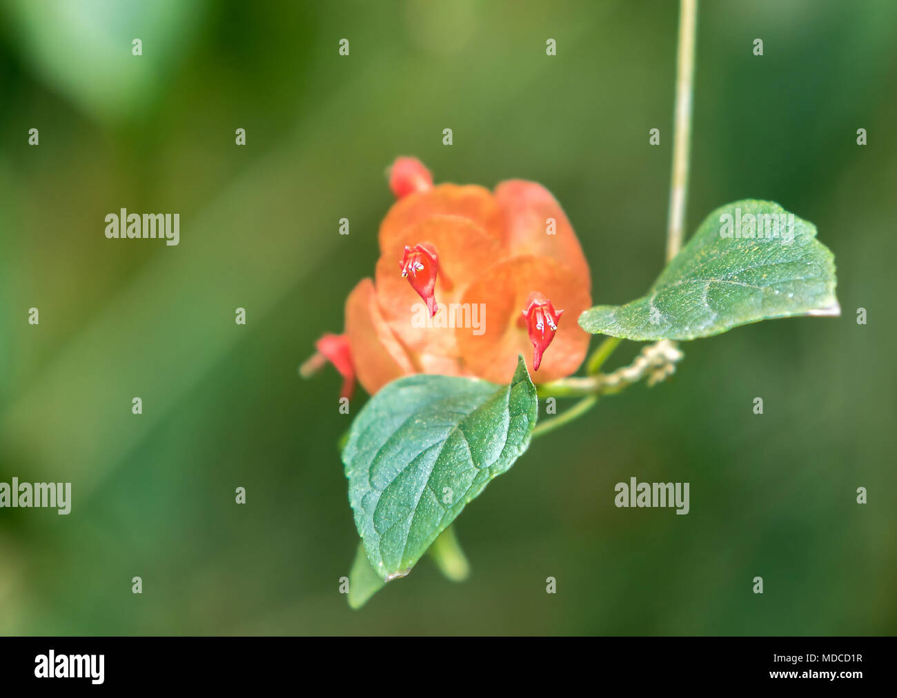 Chinesisch hat Pflanze, Tasse und Untertasse Anlage oder Mandarin Hat[Holmskioldia Sanguinea]. Barbados botanischen Garten. Stockfoto