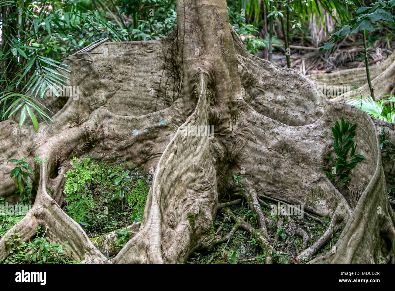 Die Wurzeln an der Unterseite eines flamboyant Tree [ Delonix regia]. Barbados botanischen Garten. Stockfoto