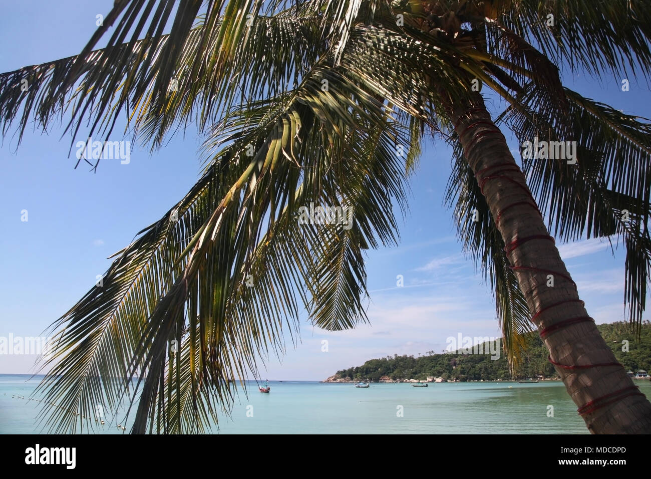 Blick durch die Palmen auf Sariee Beach, Koh Tao, Thailand zu sehen. Stockfoto