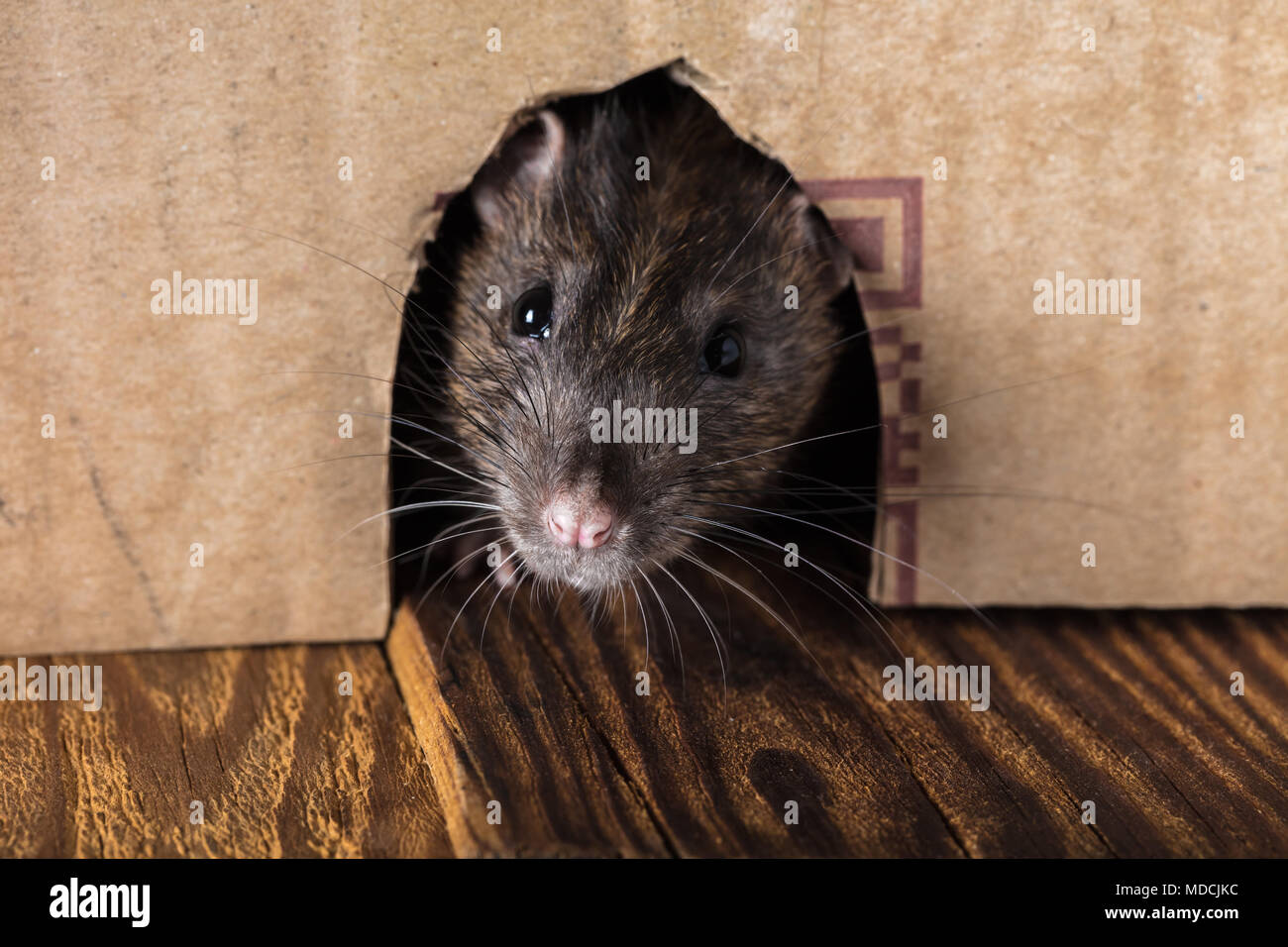 Graue Ratte peeking aus der box close-up Stockfoto