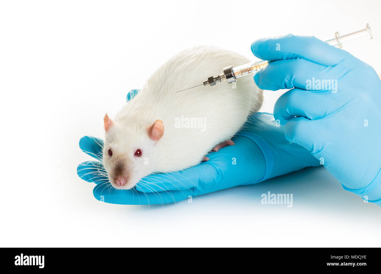 Hände in medizinische Handschuhe machen weiße Ratte Injektion auf weißem Hintergrund Stockfoto
