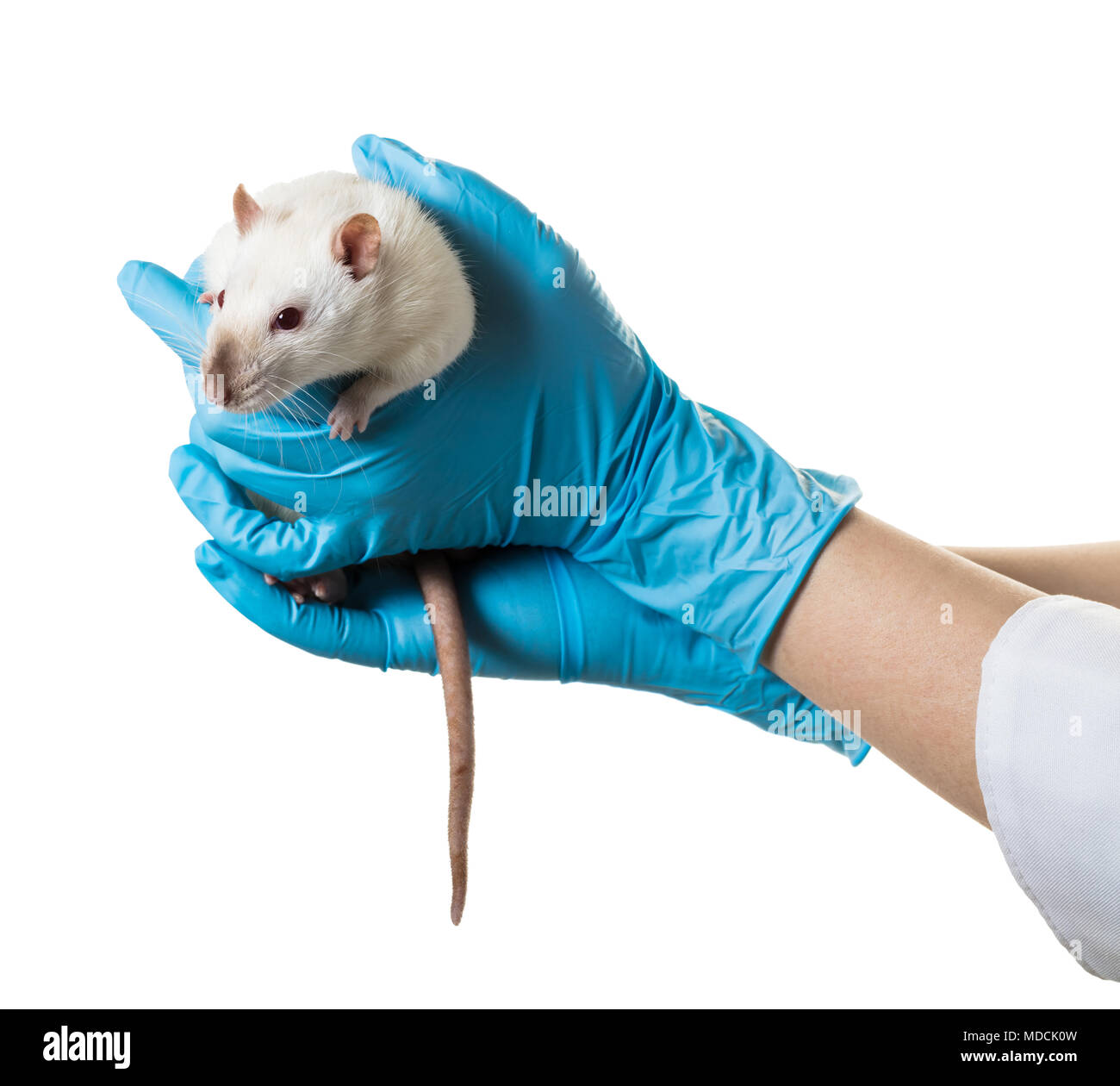 Hände in medizinische Handschuhe halten sie eine Ratte auf weißem Hintergrund Stockfoto