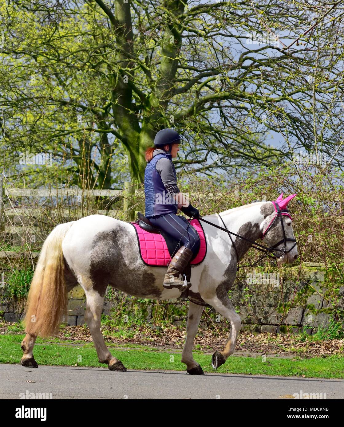 Weibliche auf dem Pferderücken uk Stockfoto