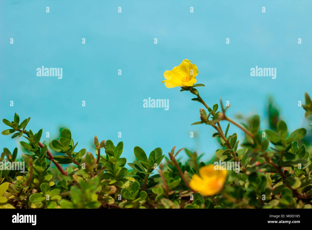 Gelbe Farbe der Gemeinsamen Portulak, Verdolaga, Pigweed, wenig Scharfkraut oder Pusley auf blauem Hintergrund am Morgen. Stockfoto