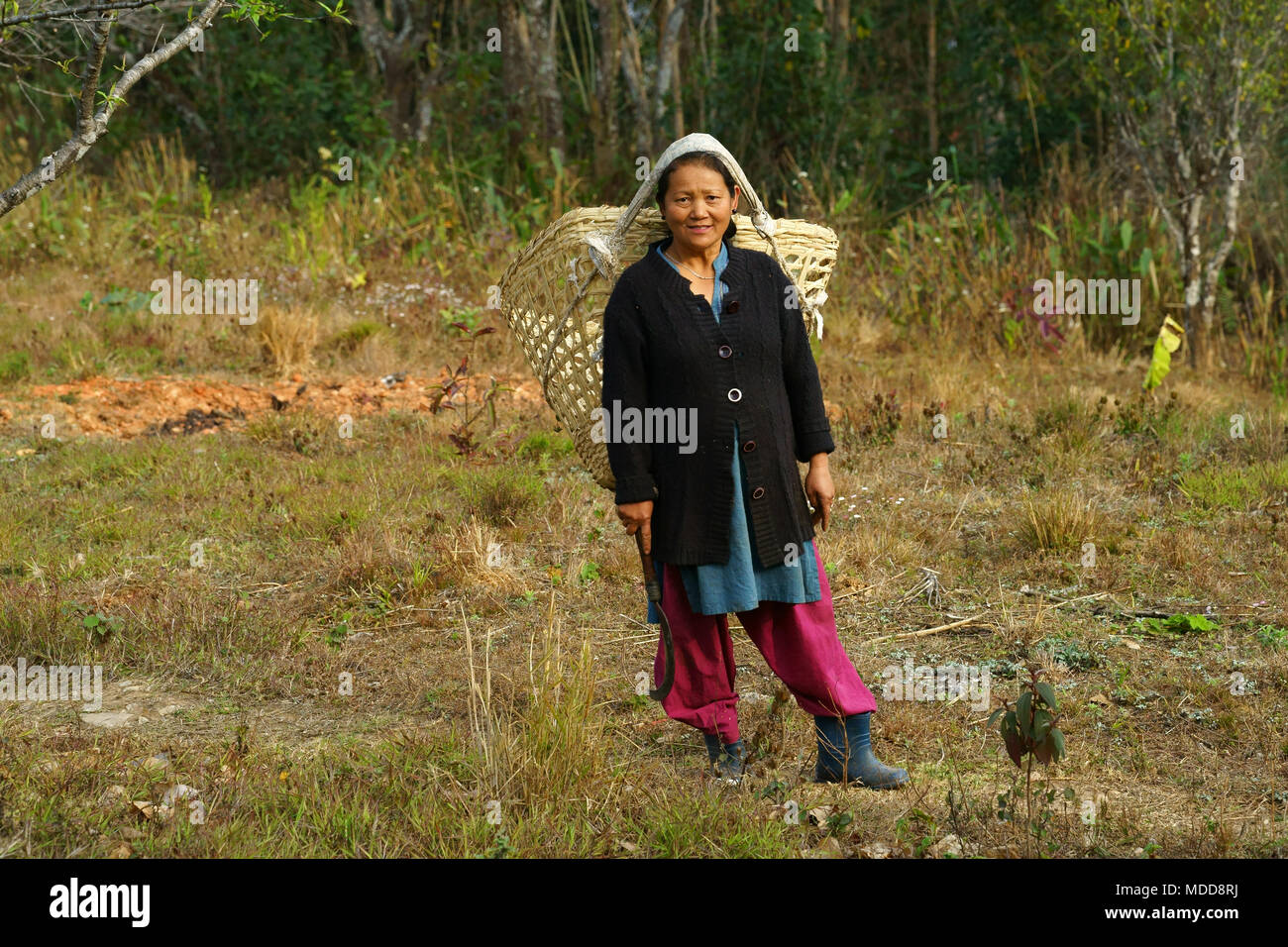 Bauer Frau Tragekorb auf der Rückseite mit Stirnband, in der Nähe der Pelling, Sikkim, Indien Stockfoto