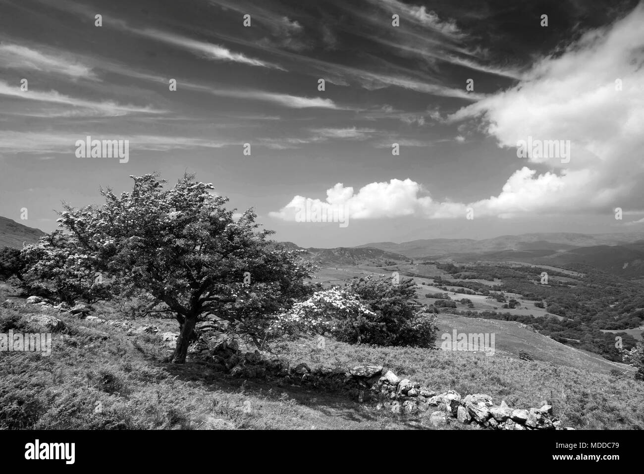 Schwarze und weiße Landschaft Blick vom Cadair Idris Blick nach Norden in Richtung Dolgellau über die Felder und die Landschaft Stockfoto