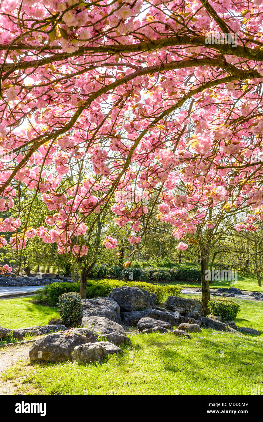 Eine Gruppe von Felsen in den öffentlichen Park von Tremblay, in den Vororten von Paris, mit den Zweigen einer blühenden Japanischen Kirschbaum in den Vordergrund. Stockfoto