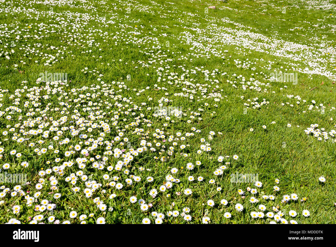 Eine rollende Rasen mit kleinen weißen Gänseblümchen beschmutzt. Stockfoto