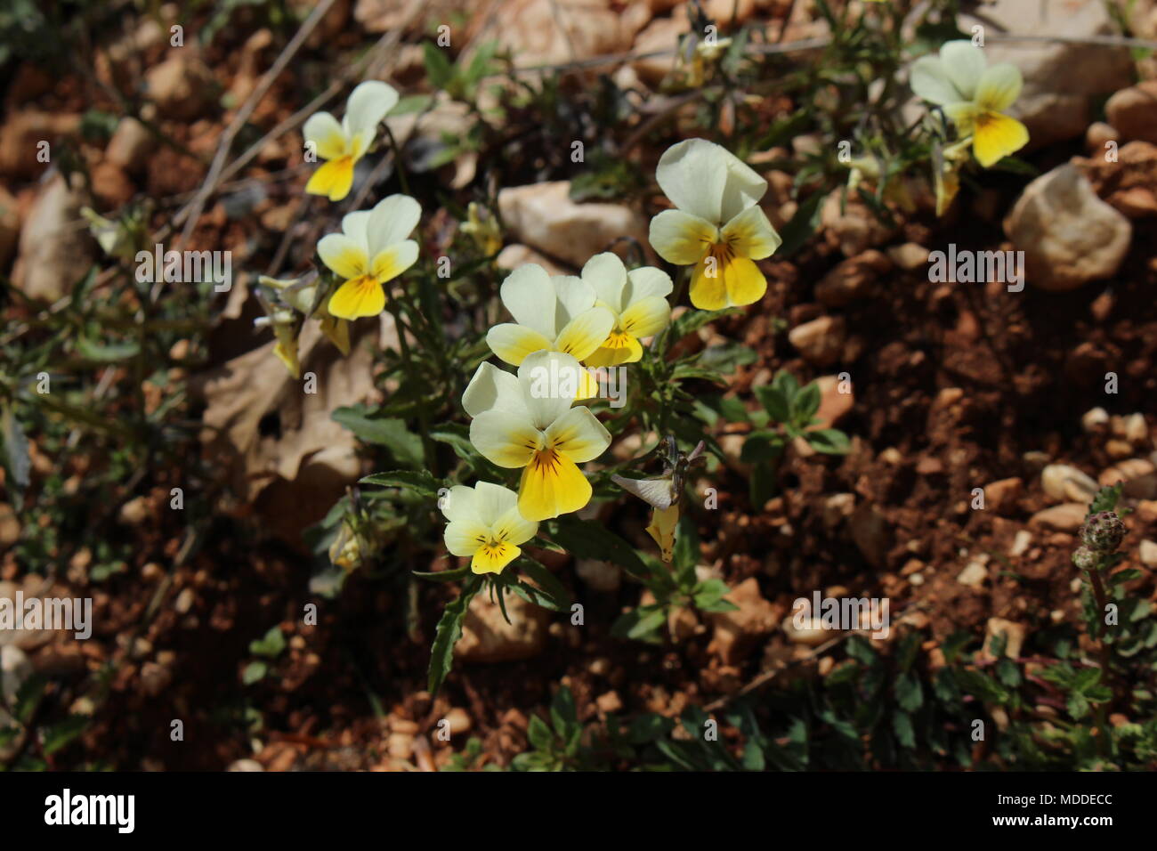 Gelb Viola tricolor auf dem Berg Durmitor in Montenegro Stockfoto