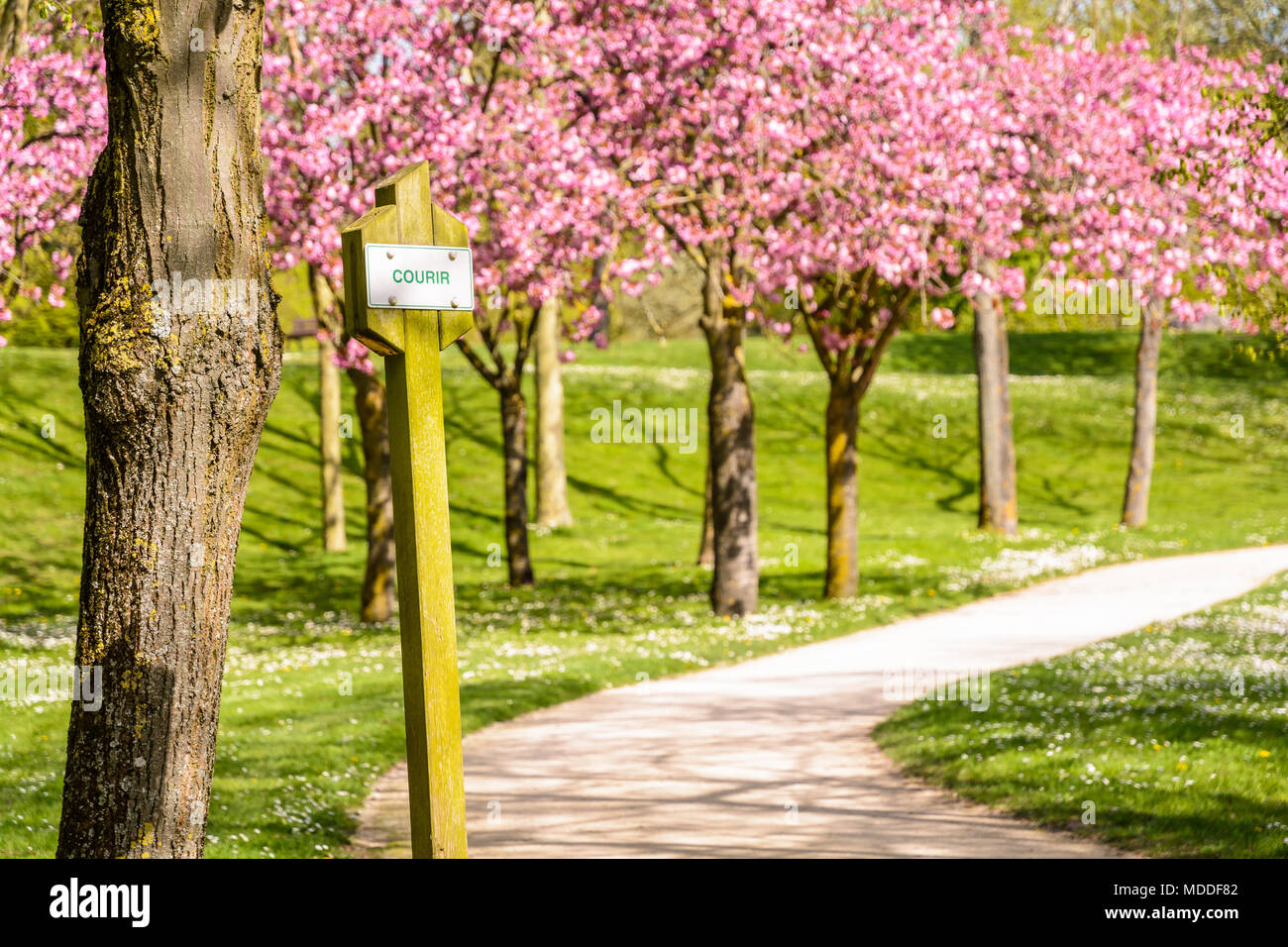 Ein Schild auf einem Holzpfosten, das das französische Wort für 'Laufen' auf einem Fitnesspfad in einem öffentlichen Park mit blühenden japanischen Kirschbäumen auf einem Feldweg liest. Stockfoto