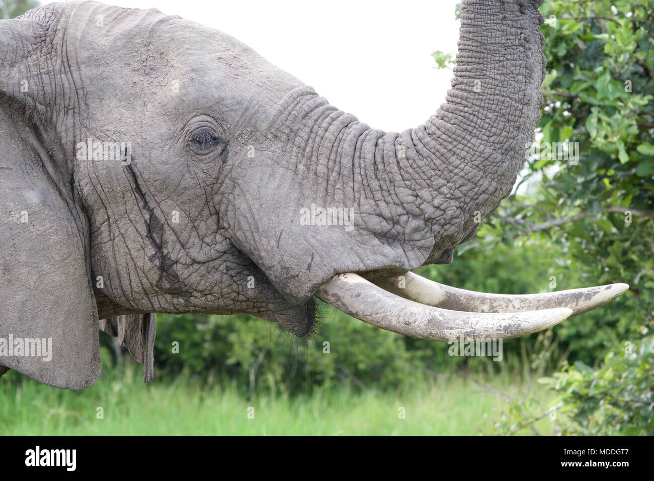 Sambia Elefant Stockfoto