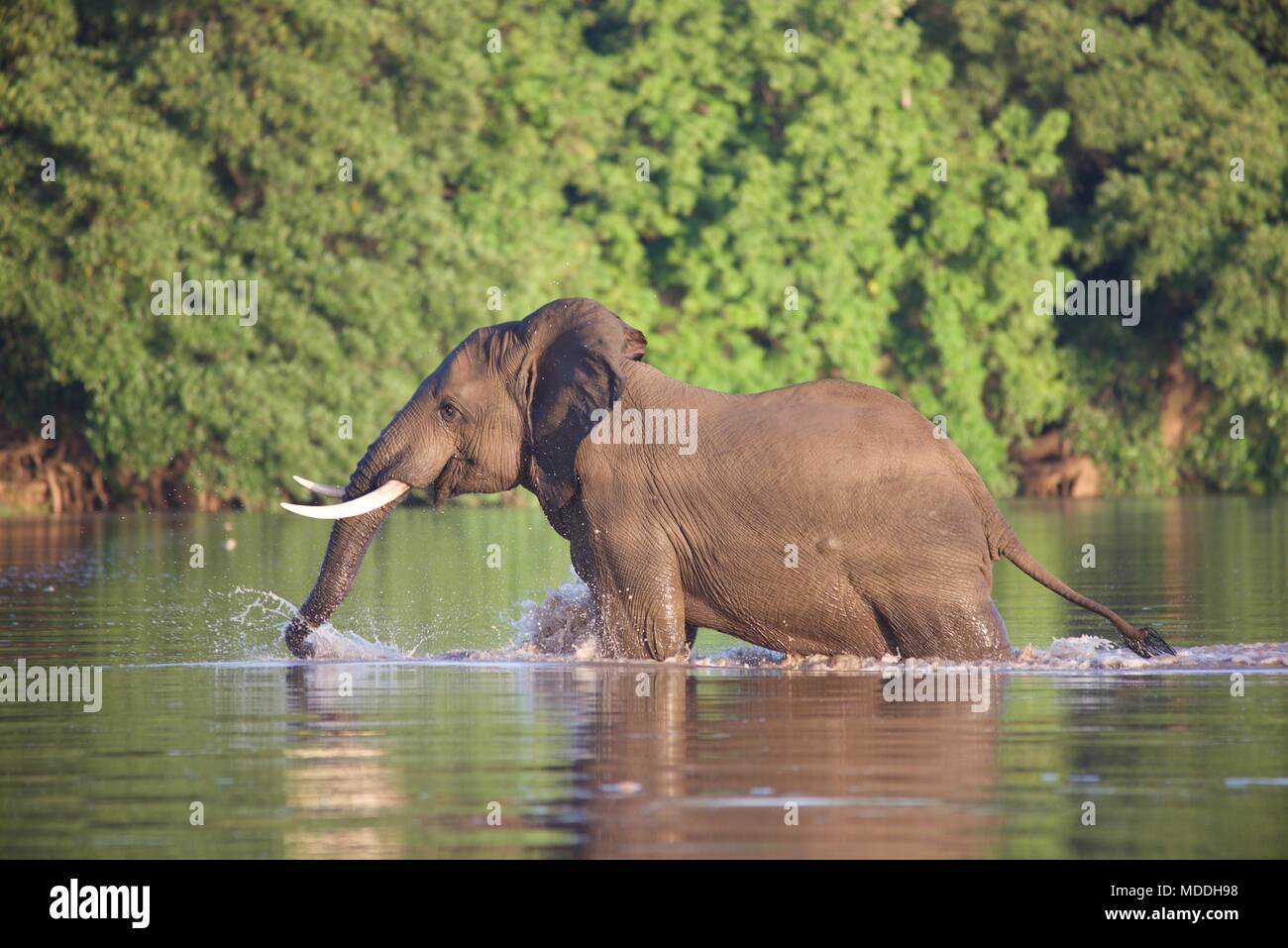 Sambia Elefant Stockfoto