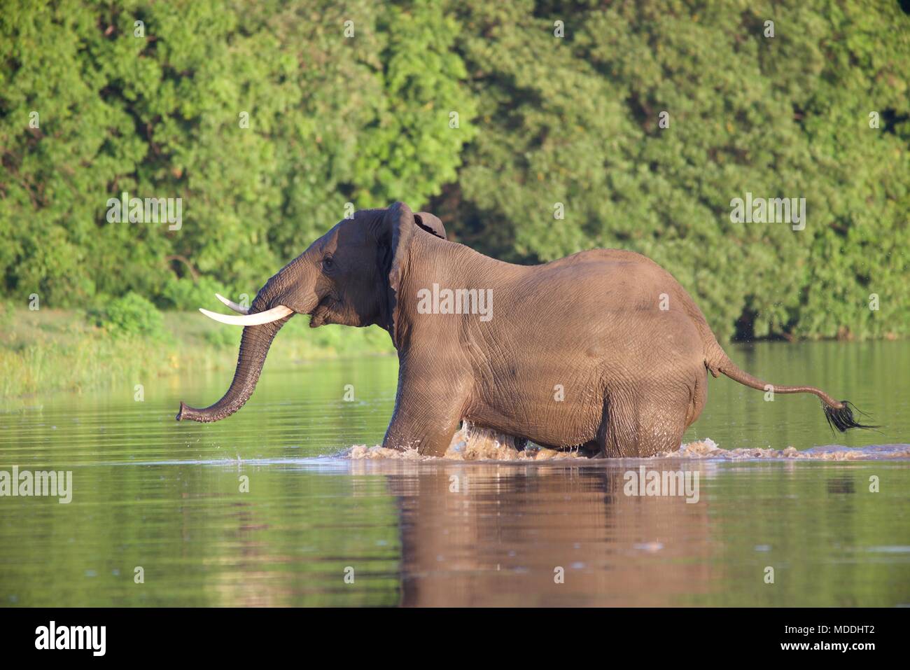 Sambia Elefant Stockfoto