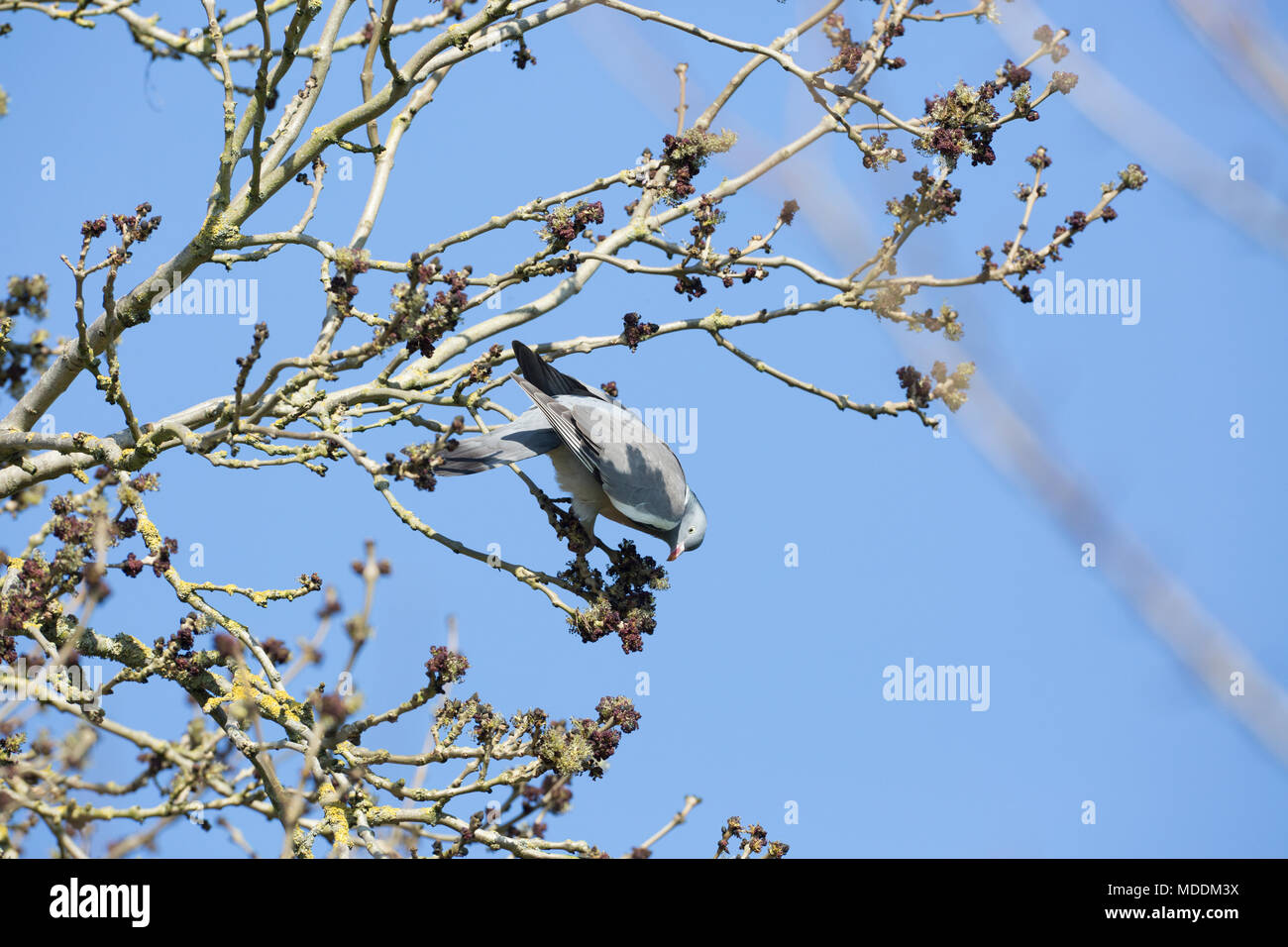 Ein woodpigeon Columba Palumbus essen frische Asche Blüten und Knospen aus einer Esche, eine Praxis, die man als angehende. North Dorset England UK GB Stockfoto