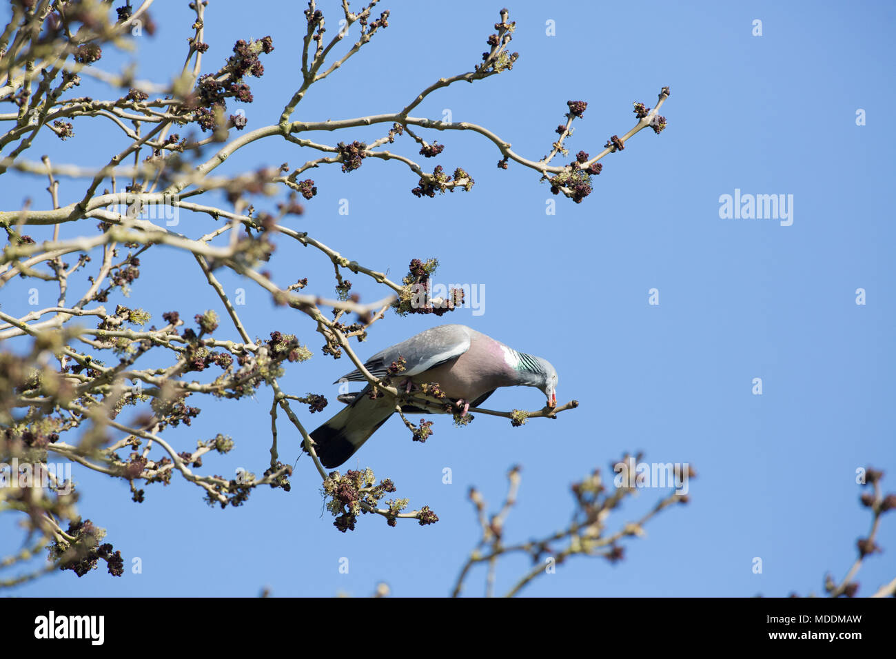 Ein woodpigeon Columba Palumbus essen frische Asche Blüten und Knospen aus einer Esche, eine Praxis, die man als angehende. North Dorset England UK GB Stockfoto