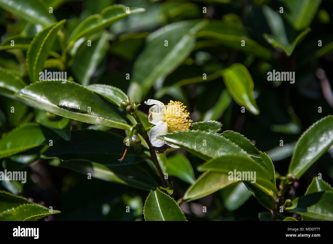 Nahaufnahme einer Blüte Kaffee Strauch (Camellia sinensis). Weiße Blume mit gelben Blütenstempel auf glänzenden, dunkelgrünen Blätter Stockfoto