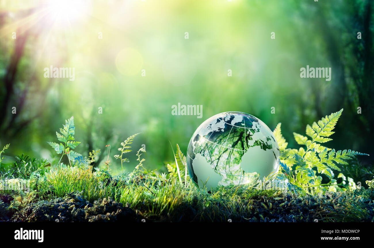Globus auf Moos im Wald - Umweltkonzept Stockfoto