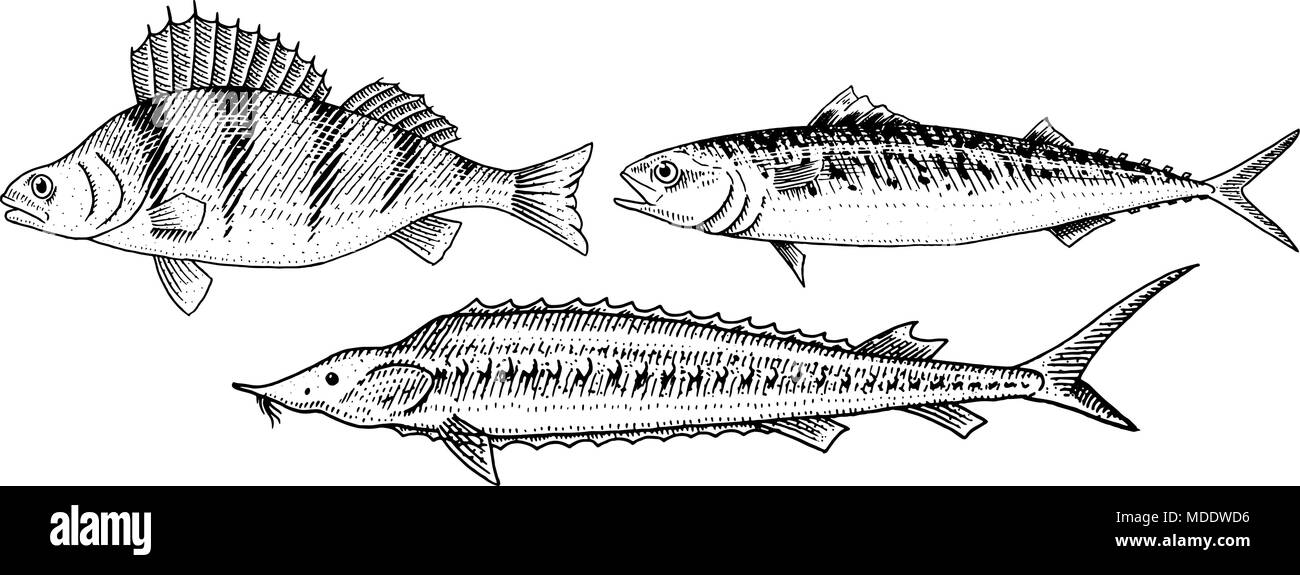 Fluss und See fischen. Barsch oder der Bass, Scomber oder Makrele, Beluga und Stör. Meeresbewohner. Süßwasser-Aquarium. Meeresfrüchte für das Menü. Graviert Hand in alten Vintage Skizze gezeichnet. Vector Illustration. Stock Vektor