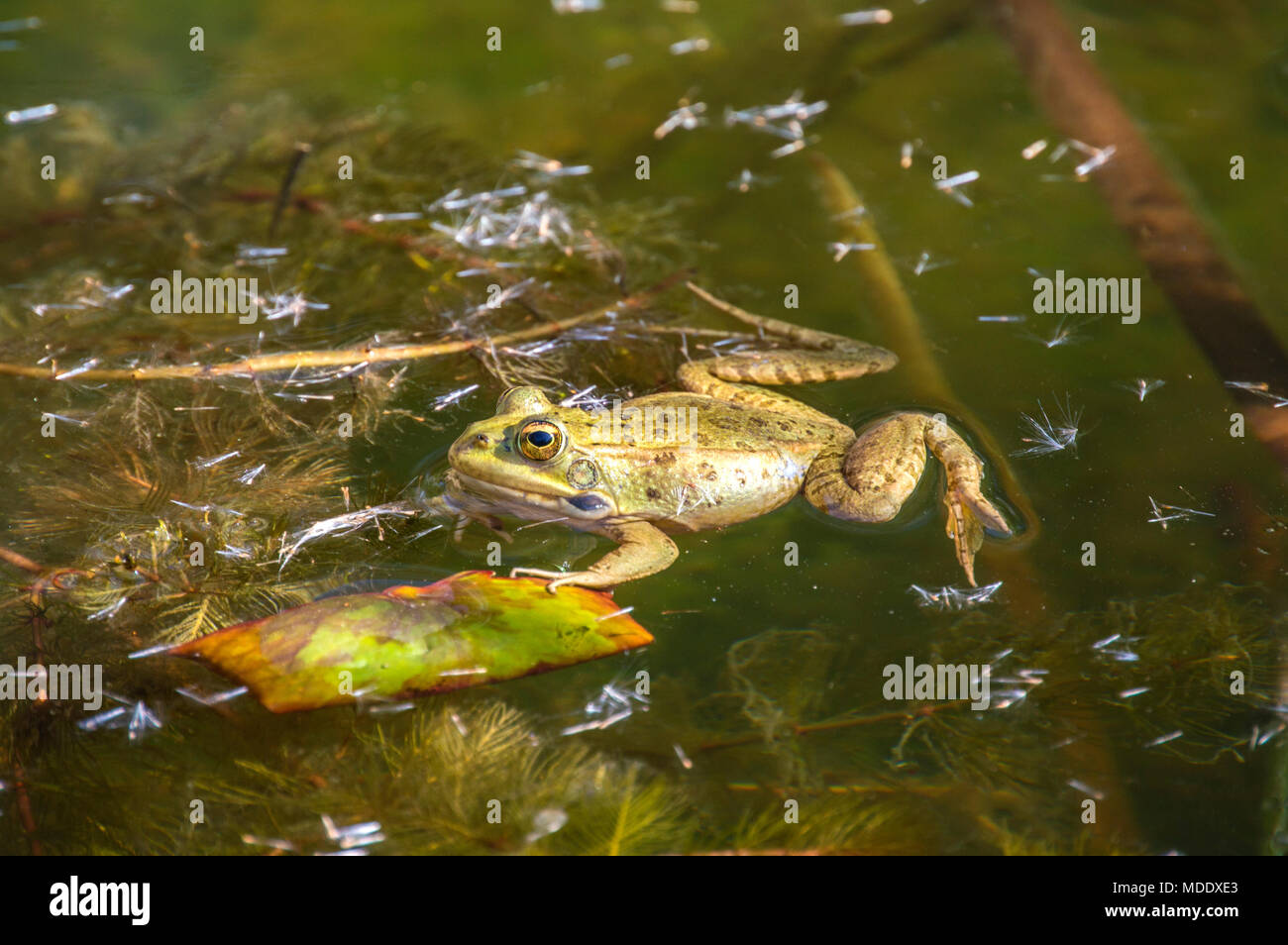 Frosch in einem Teich im Königlichen Botanischen Garten von Madrid. Spanien Stockfoto