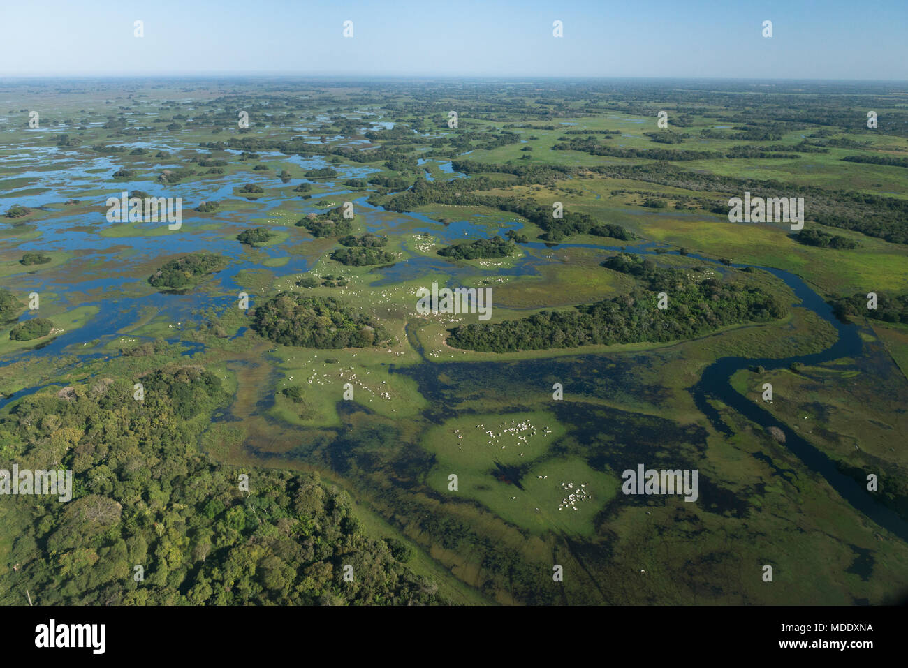 Rinder grasen auf den Inseln von trockenen Weide im Pantanal in Brasilien am Ende der Saison Stockfoto