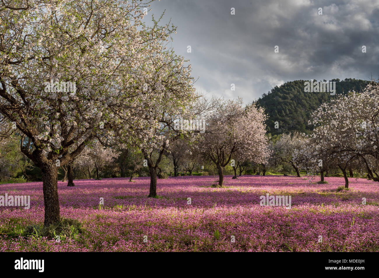 Schönen Feld mit Mandelbäumen voll von weißen Blüten und violette Schleier von Blumen im Boden, zeitig im Frühjahr. Stockfoto