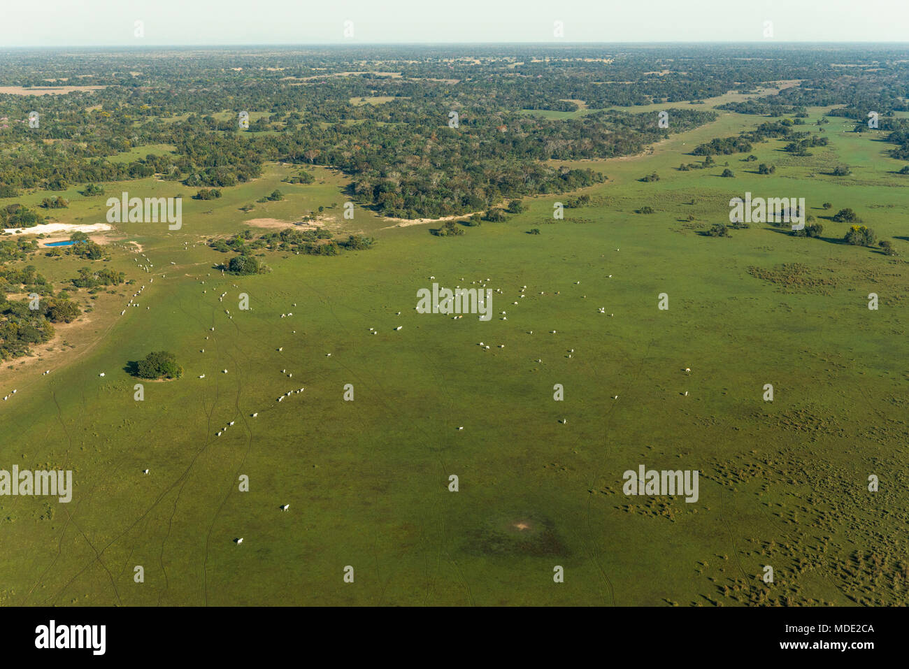 Rinderfarm im Pantanal in Brasilien Stockfoto