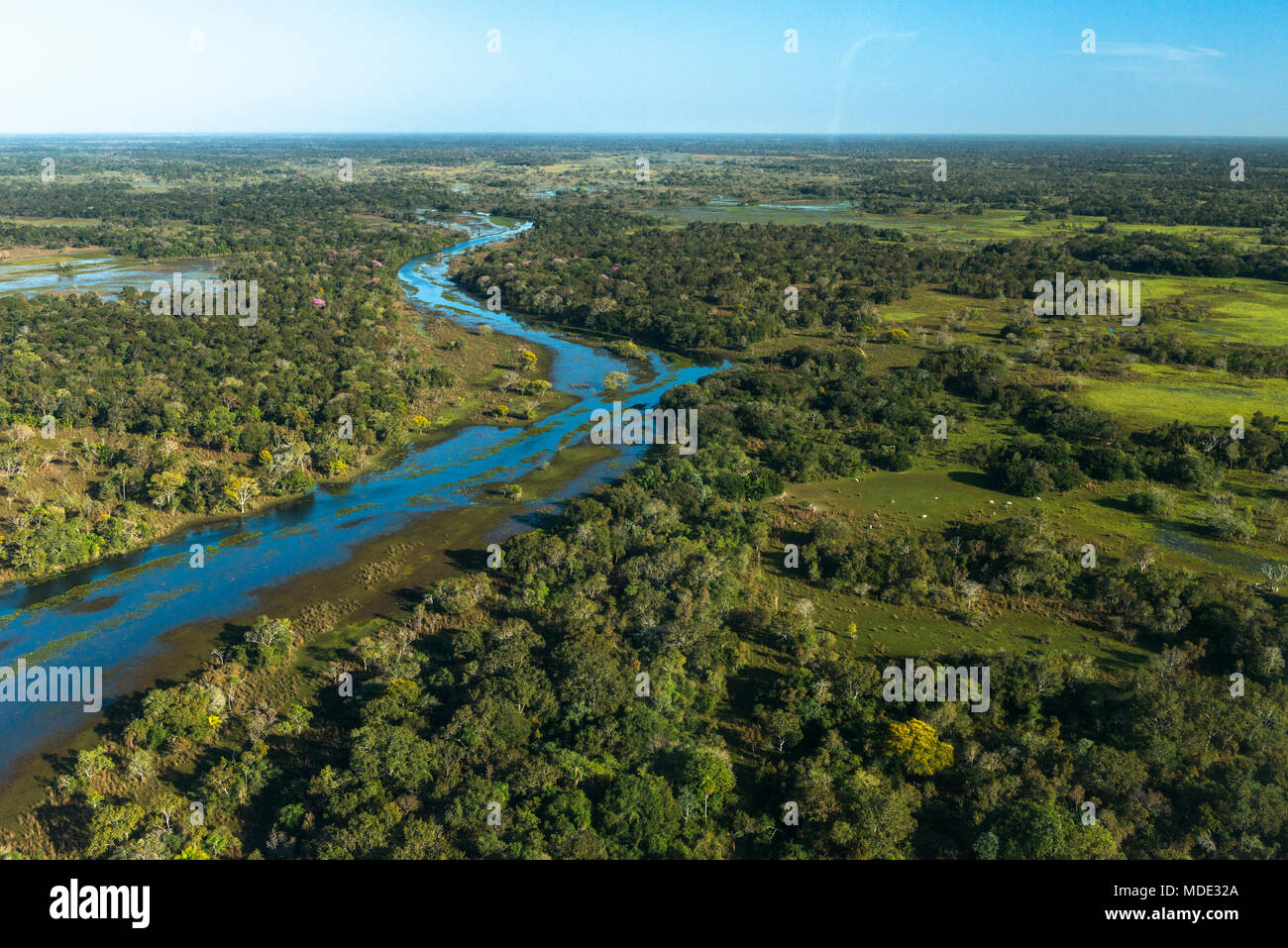 Pantanal Mato Grosso Do Sul Stockfotos Und bilder Kaufen Alamy pantanal-mato-grosso-do-sul-stockfotos-und-bilder-kaufen-alamy