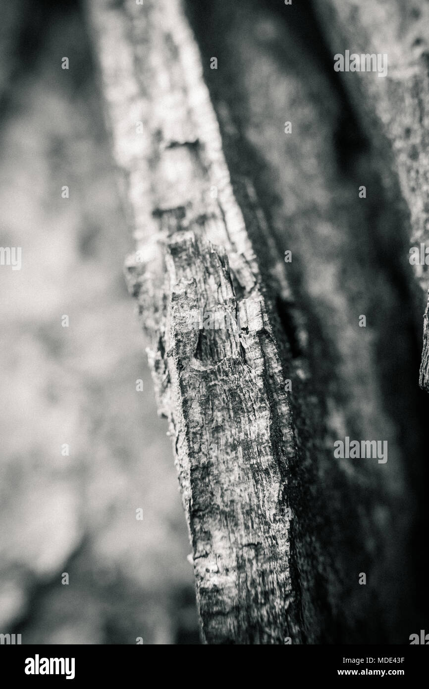 Holz- Oberfläche verkohlten und durch Blitzschlag abgebrannt Stockfoto