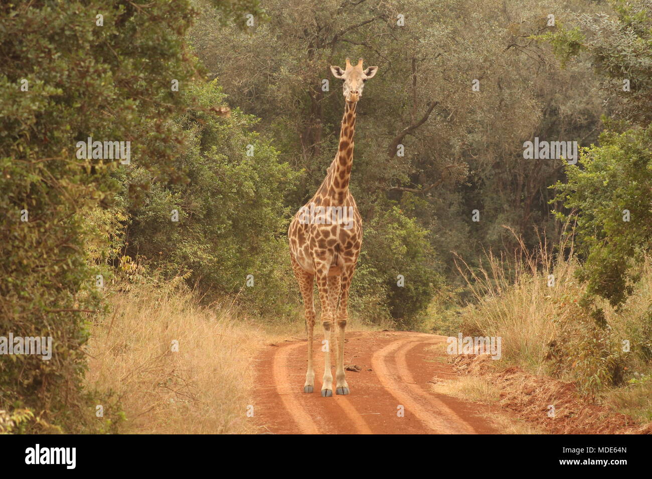 Giraffe einen morgendlichen Spaziergang Stockfoto