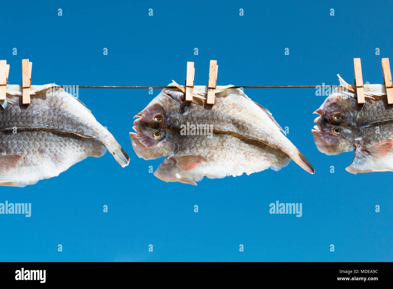 Fische trocknen an einem Seil in dem Dorf Majanicho im Norden von Fuerteventura, Spanien. Stockfoto