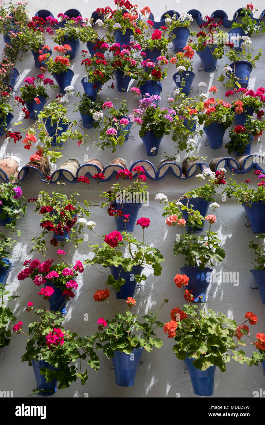 Bunte blumenpracht am Fest der Innenhöfe, Cordoba, Andalusien, Spanien, Europa Stockfoto