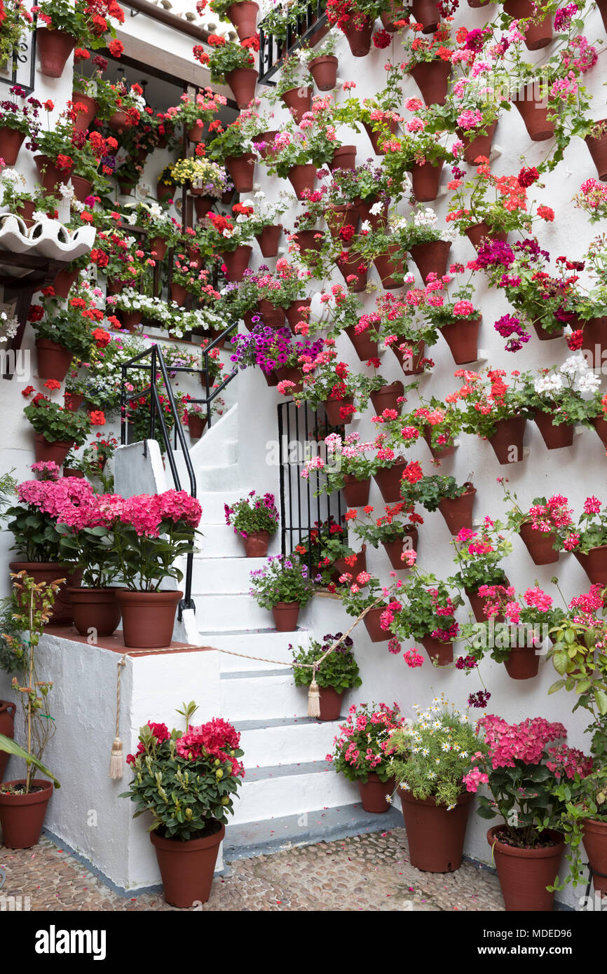 Bunte blumenpracht am Fest der Innenhöfe, Cordoba, Andalusien, Spanien, Europa Stockfoto