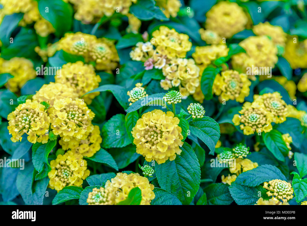 Ansicht von oben Gelb Lantana camara oder in verschiedenen Namen mit grossem - Salbei (Malaysia), wild - Salbei, Rot - Salbei, weisser Salbei, tickberry, Eisenkraut Stockfoto