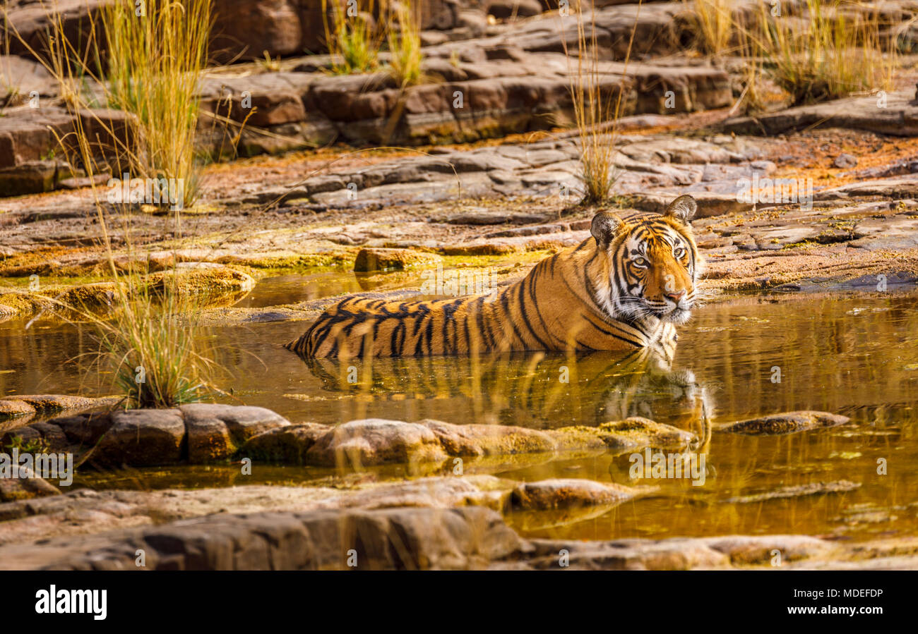 Beeindruckende weiblichen Bengal Tiger (Panthera tigris) ein Rest Baden cool in Wasser in einem Wasserloch zu halten, Ranthambore Nationalpark, Rajasthan Nordindien Stockfoto