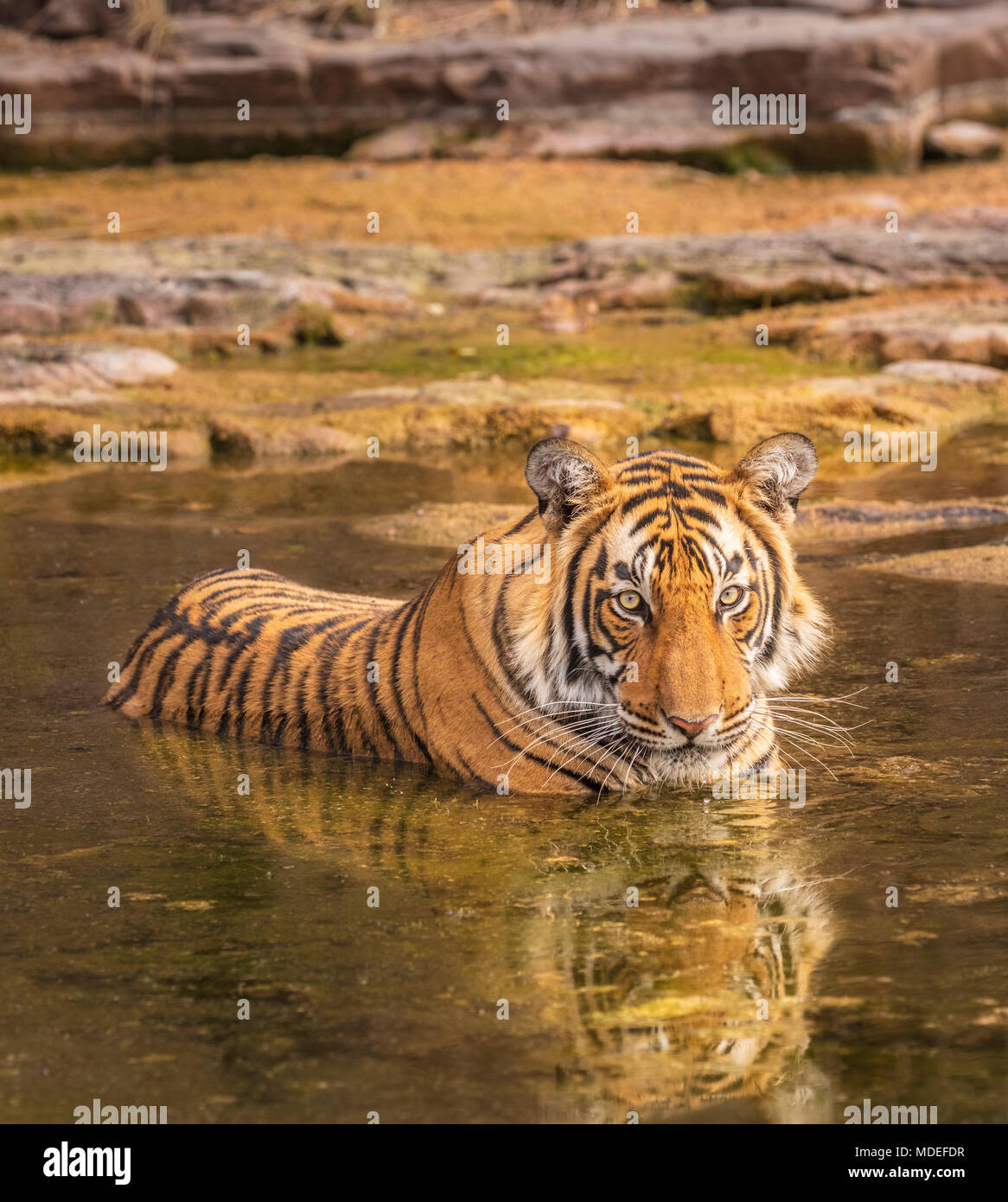 Herrliche emale Bengal Tiger (Panthera tigris) in Ruhe baden in Wasser in einem Wasserloch zu kühlen, Ranthambore Nationalpark, Rajasthan, Nordindien Stockfoto
