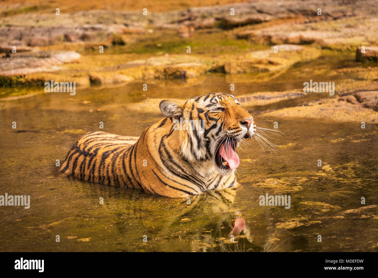 Beeindruckende Bengal Tiger (Panthera tigris) gähnt, wie sie entspannt sich über Baden Kühlung in einem Wasserloch, Ranthambore Nationalpark, Rajasthan Nordindien Stockfoto