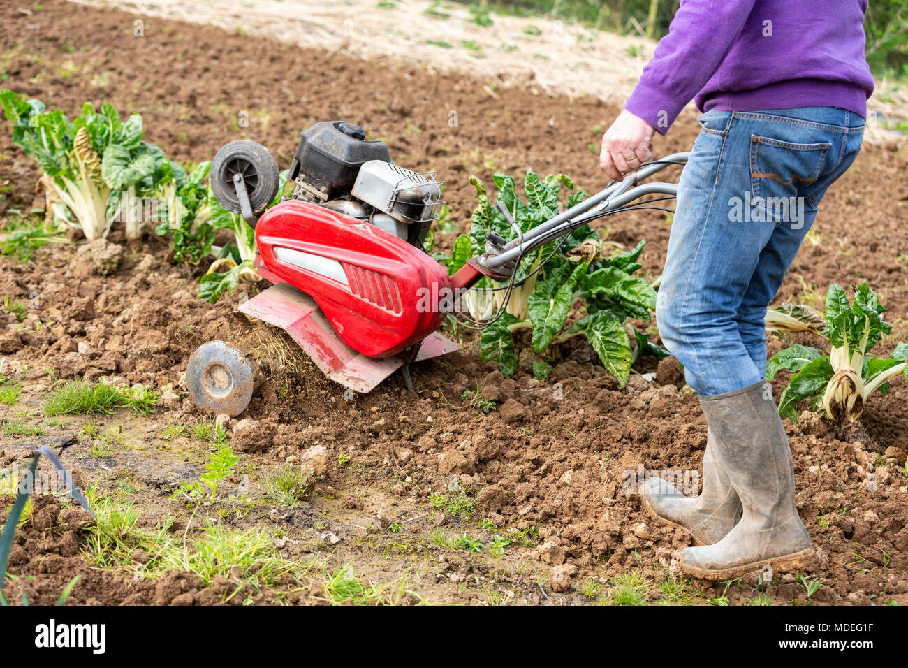Senior Landwirt Gärtner im Garten arbeitet mit rototiller, Deichsel