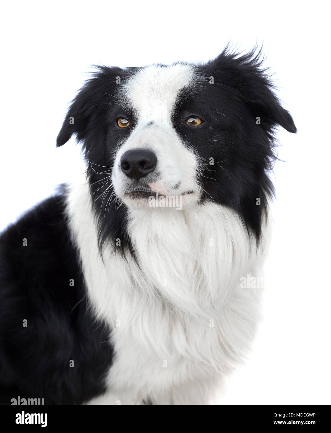 Portrait von wunderschönen Border Collie auf weißem Hintergrund Stockfoto