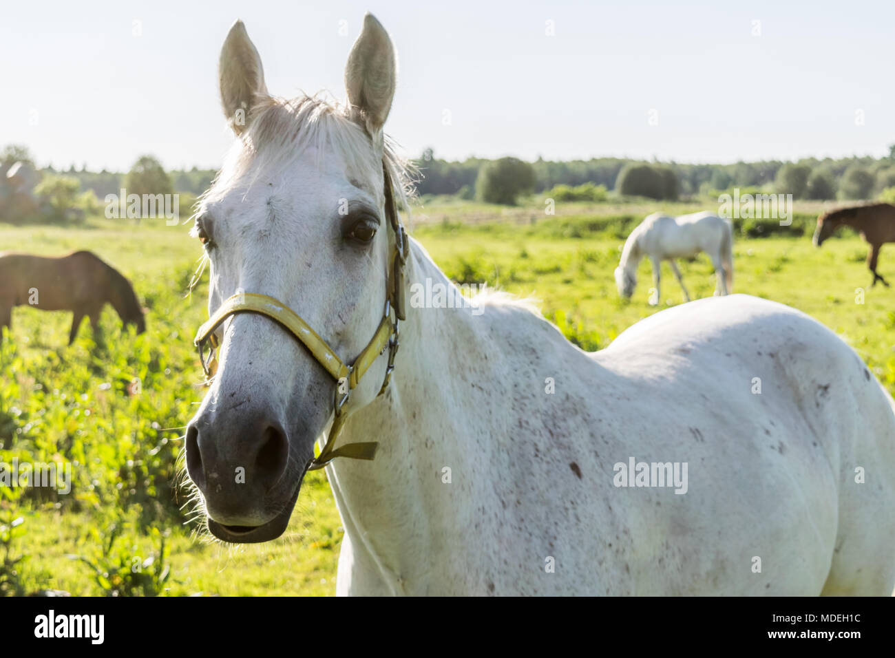 Grau Weiß grizzle Stute Pferd auf der Weide schaut die Kamera in Szalsza, Schlesischen Hochland, Polen. Stockfoto