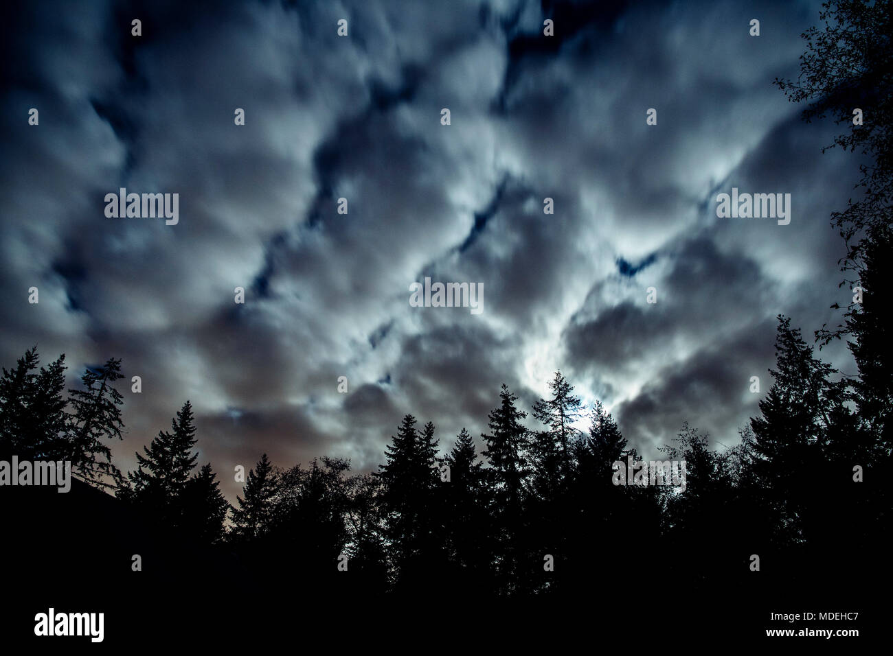 Clouds over Wald bei Nacht, Bainbridge, Washington, United States Stockfoto
