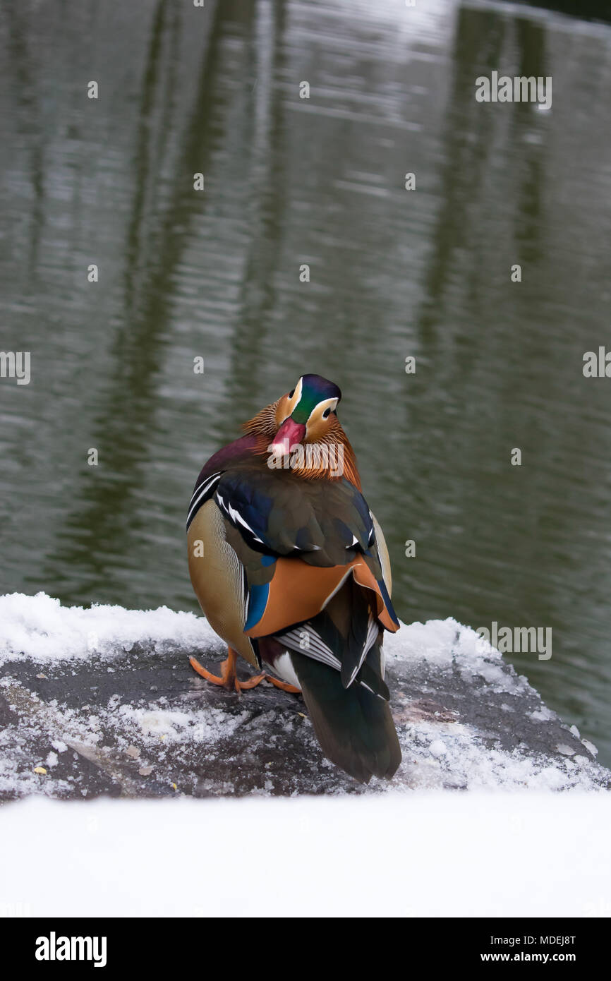Mandarinente (Aix galericulata) Stockfoto