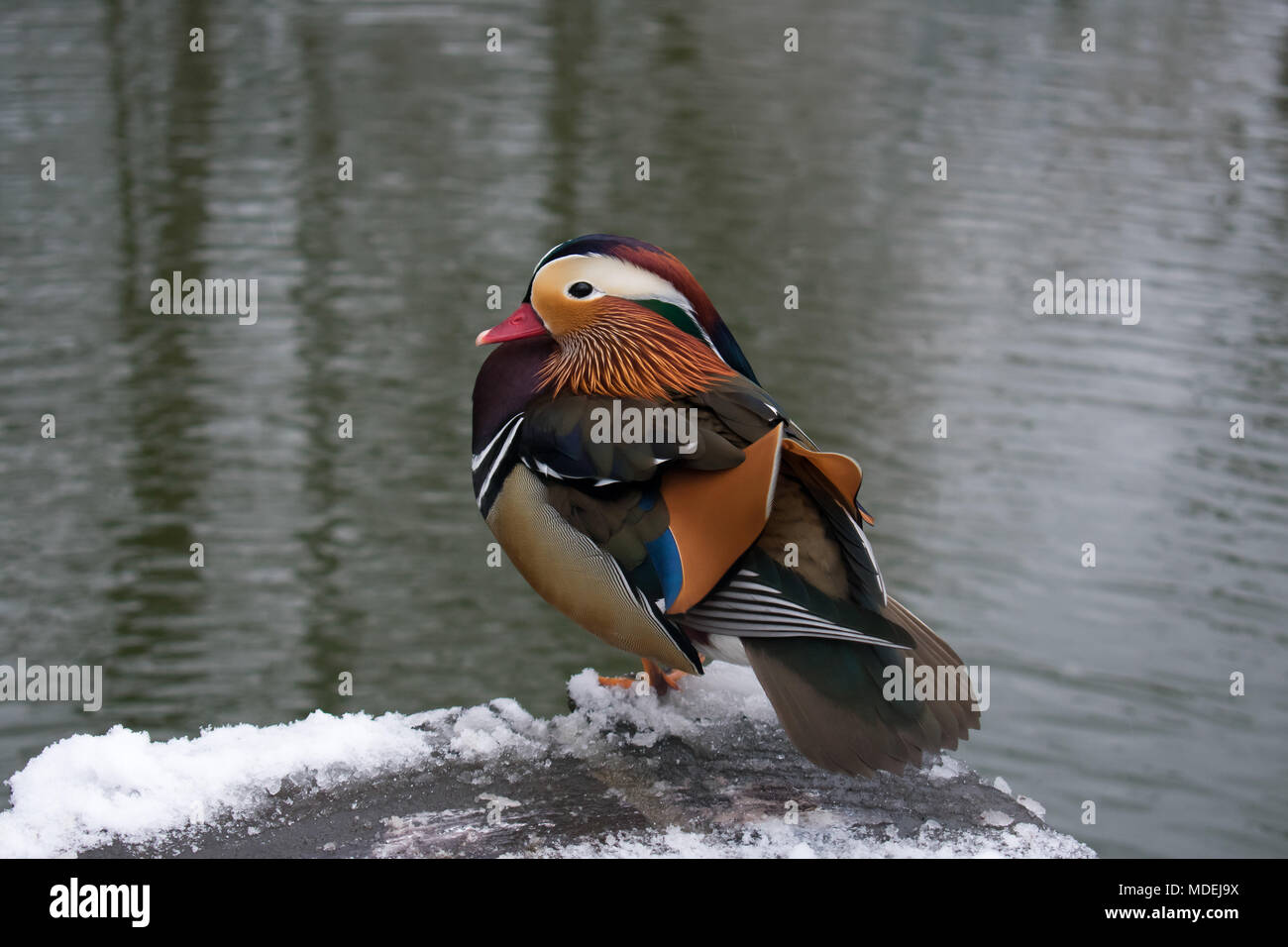 Mandarinente (Aix galericulata) Stockfoto