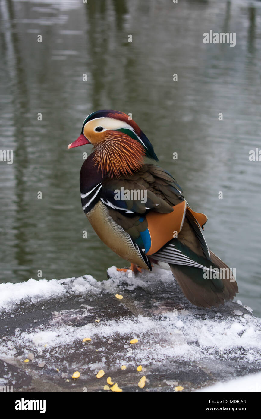 Mandarinente (Aix galericulata) Stockfoto