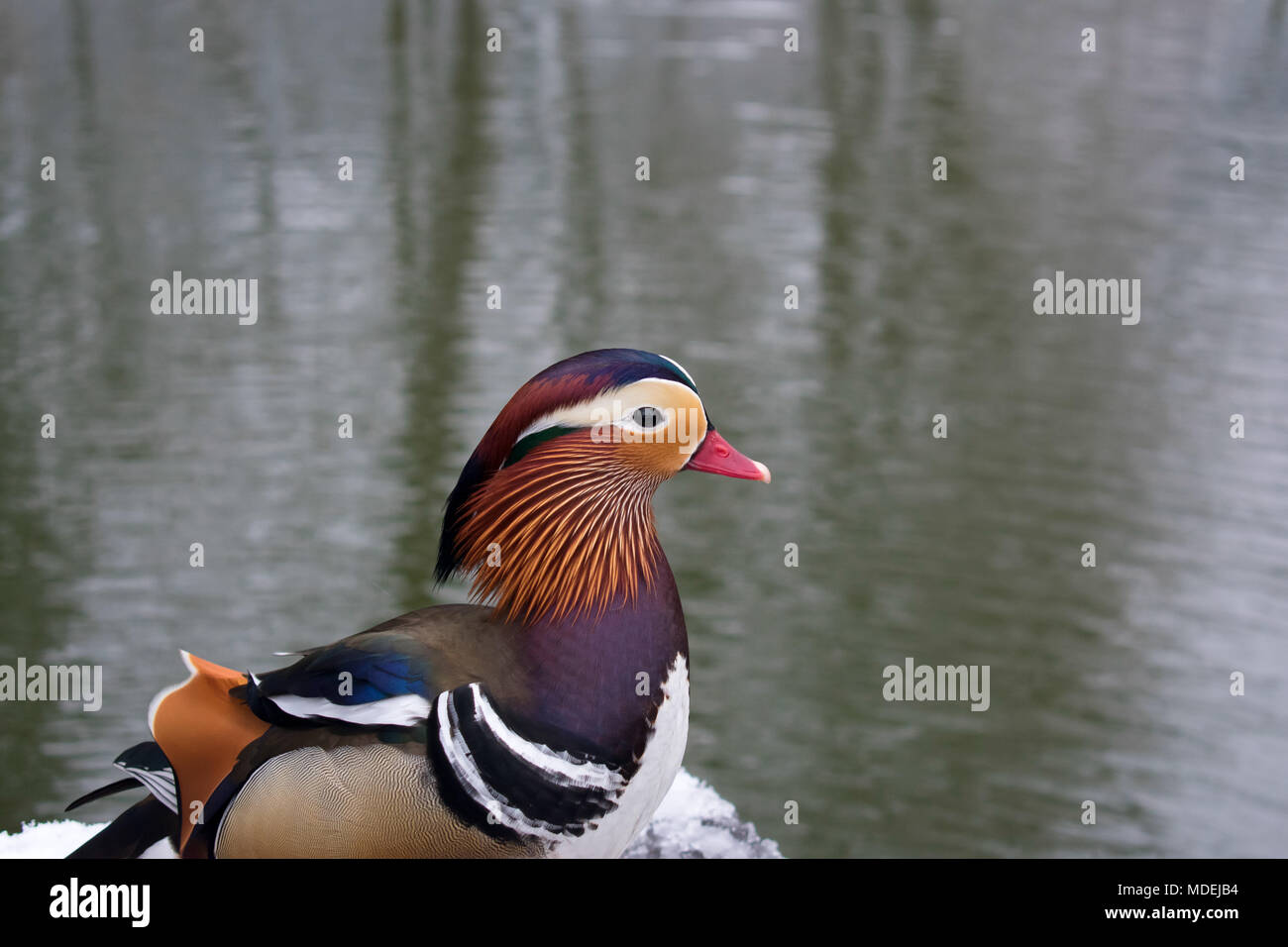 Mandarinente (Aix galericulata) Stockfoto