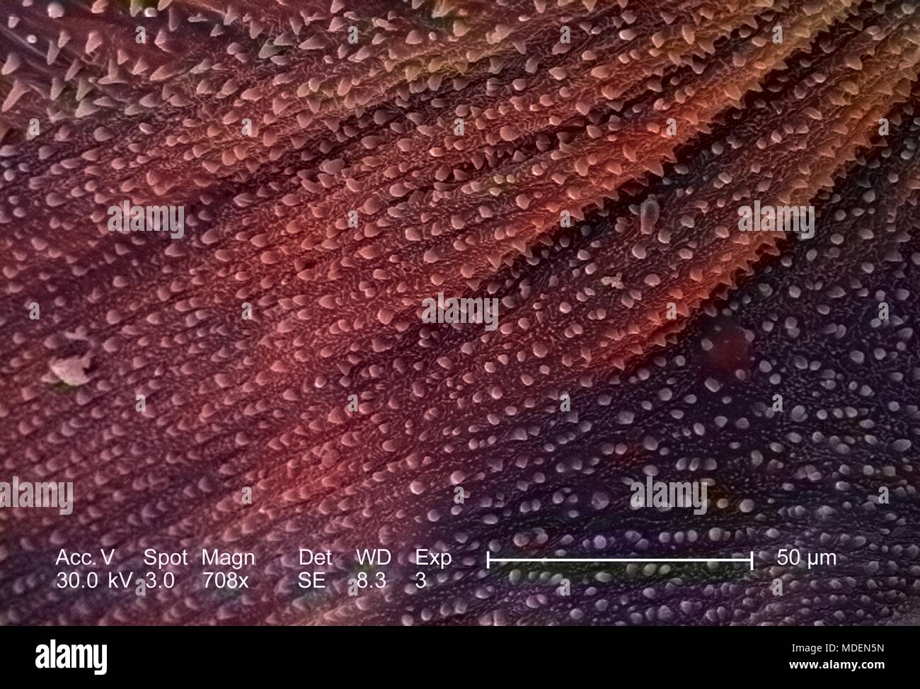 Ornamental geschmückt exoskeletal Oberfläche von einem unbekannten Insekt im 2832 x offenbart vergrößerte Rasterelektronenmikroskopische (SEM) Bild, 2005. Mit freundlicher Seuchenkontrollzentren (CDC)/Janice Haney Carr. Hinweis: Das Bild hat digital über ein modernes Prozess eingefärbt worden. Farben können nicht wissenschaftlich korrekt sein. () Stockfoto