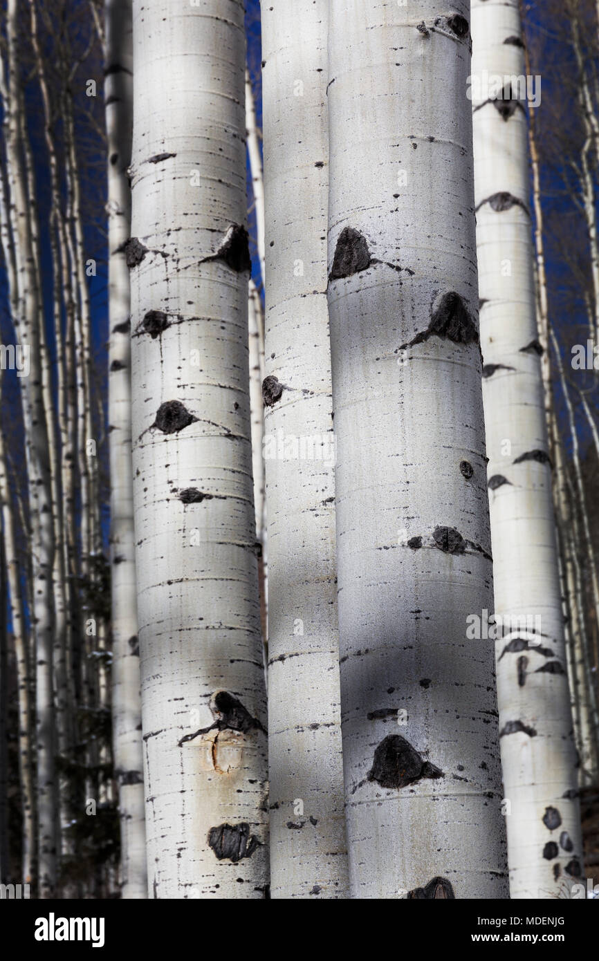 Aspen Bäume Grove auf Castle Creek Road, Colorado Stockfoto