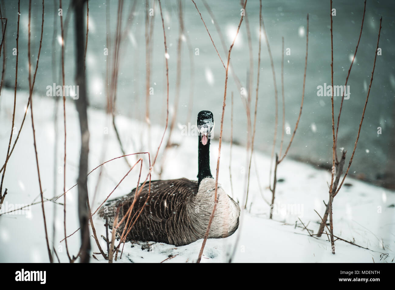 Kanadische Gans im Blizzard Stockfoto