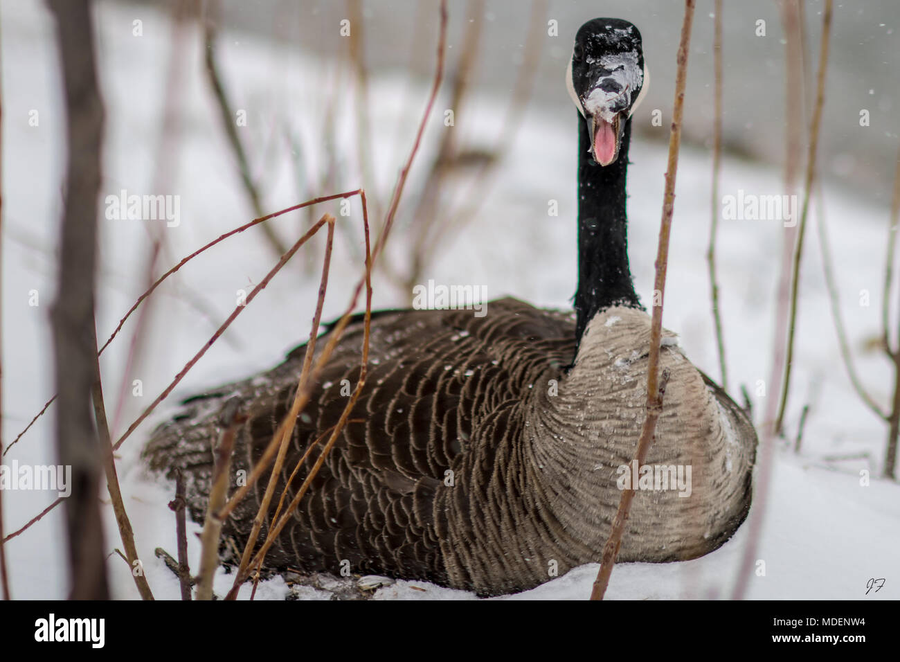 Kanadische Gans im Blizzard Stockfoto